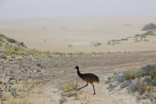 Emu Crossing the Dirt Road