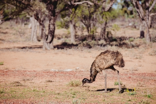 Emu eating in nature