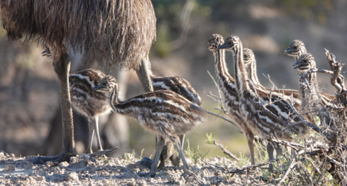 Emu in the Flinders - Australian Stock Image