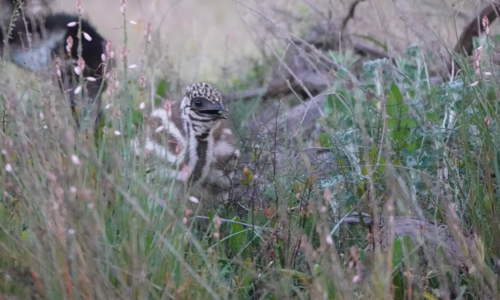 Emu in the Grass (Stripey) - Australian Stock Image