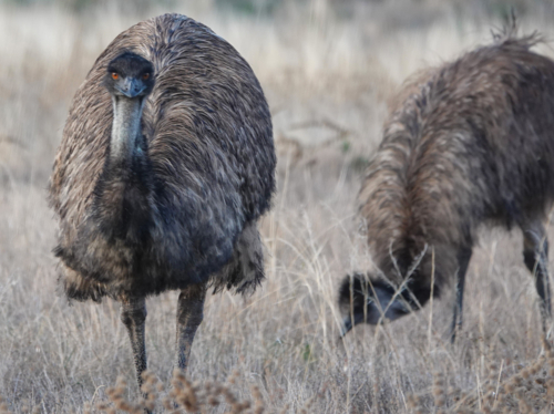 Emu in the Outback - Australian Stock Image