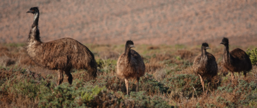 Emu in the Outback - Australian Stock Image