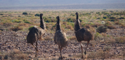Emu in the Outback - Australian Stock Image