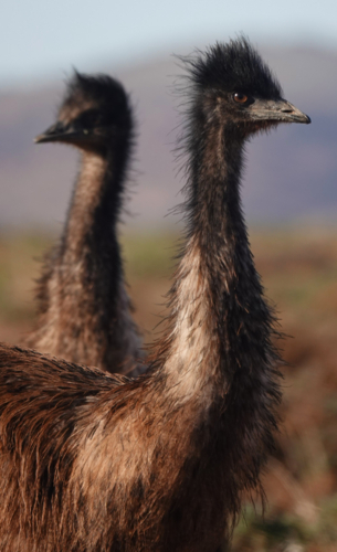 Emu in the Outback - Australian Stock Image
