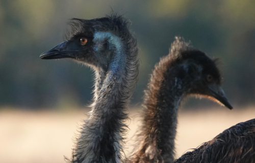 Emu of the Flinders Ranges - Australian Stock Image