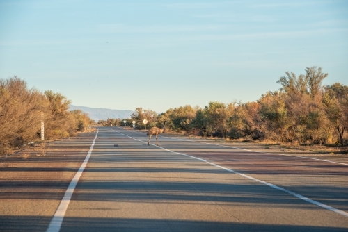 Emu on road through Flinders Ranges, SA - Australian Stock Image