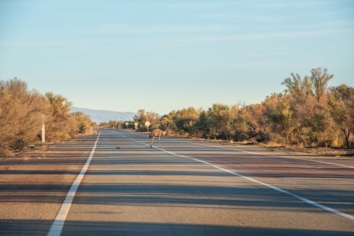 Emu on road through Flinders Ranges, SA