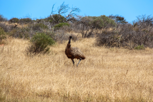 Emu standing amount dry landscape - Australian Stock Image