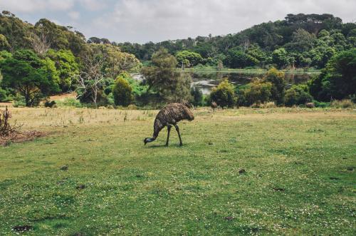 Emu standing in a green paddock