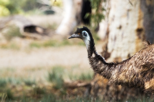Emu walking in bushland facing left