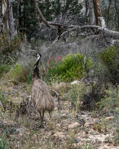 emu with chicks walking through bushland