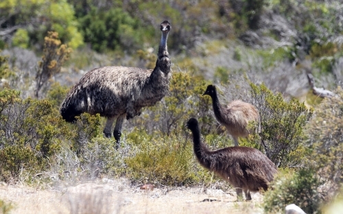 Emu with her chicks - Australian Stock Image