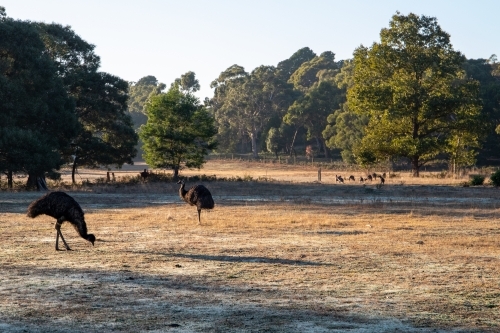 Emus and kangaroos in field in morning sun - Australian Stock Image