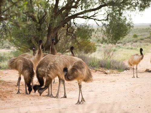 Emus on a bare patch of ground with bushy background