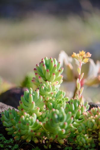 Energetic and succulent plant - Australian Stock Image