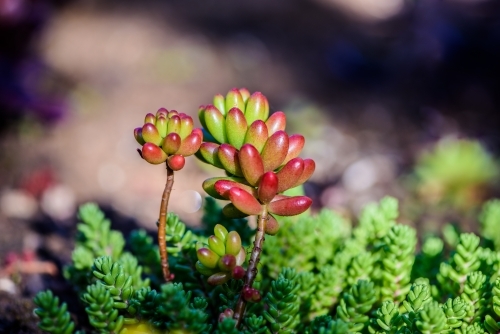 Energetic and succulent plant - Australian Stock Image
