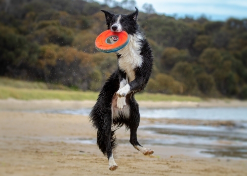 energetic border collie pup mid air catches flying disk on beach