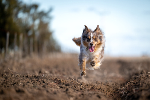 Energetic dog sprinting down a dirt track, ears flying and tongue out in excitement - Australian Stock Image