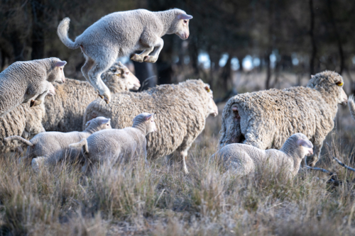 Energetic lamb leaping over the flock in a grassy paddock - Australian Stock Image