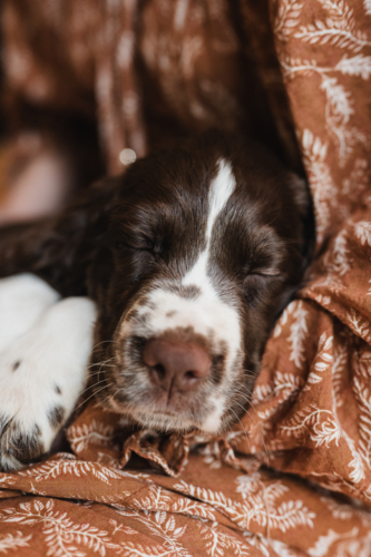 english springer spaniel puppy - Australian Stock Image