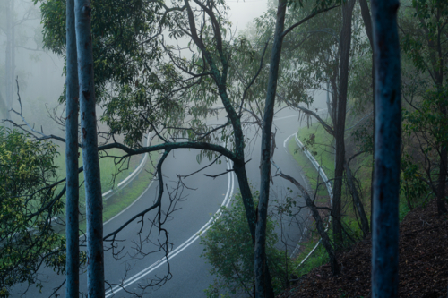 Eucalypt trees with fog above winding road - Australian Stock Image
