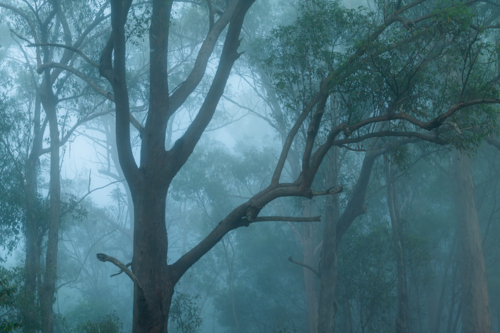 Eucalypt trees with fog - Australian Stock Image
