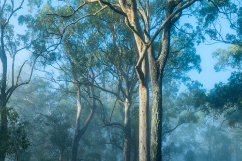 Eucalypt trees with fog in forest - Australian Stock Image
