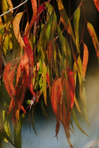 Eucalyptus foliage with red leaves - Australian Stock Image