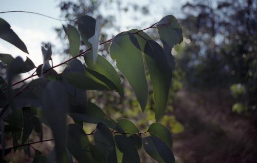 Eucalyptus gum leaves in the bush with low light - Australian Stock Image