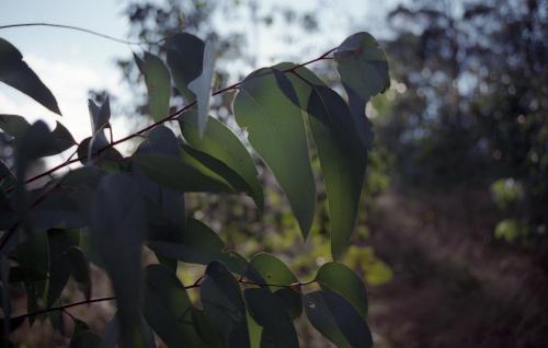 Eucalyptus gum leaves in the bush with low light