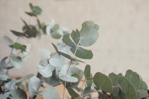 Eucalyptus gum leaves, native plants - Australian Stock Image