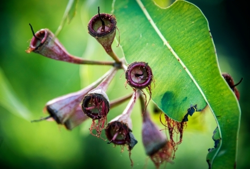 Eucalyptus Gum nuts close up - Australian Stock Image