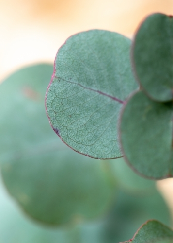 Eucalyptus leaf close up