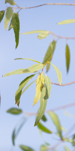 Eucalyptus Leaves - Australian Stock Image