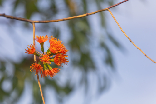 Eucalyptus phoenicea - orange flower on Scarlet Gum tree - Australian Stock Image