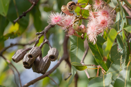 Eucalyptus - Swamp Bloodwood with pink red flowers - Australian Stock Image