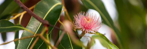Eucalyptus - Swamp Bloodwood with pink red flowers - Australian Stock Image