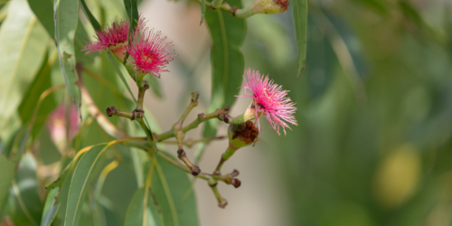 Eucalyptus - Swamp Bloodwood with pink red flowers - Australian Stock Image