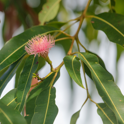 Eucalyptus - Swamp Bloodwood with pink red flowers - Australian Stock Image