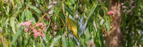Eucalyptus - Swamp Bloodwood with pink red flowers - Australian Stock Image