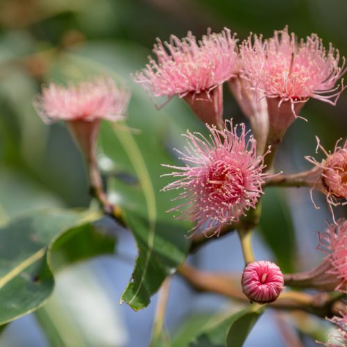 Eucalyptus - Swamp Bloodwood with pink red flowers - Australian Stock Image