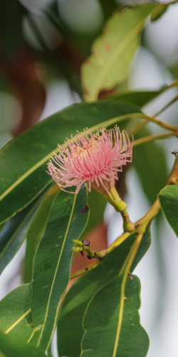 Eucalyptus - Swamp Bloodwood with pink red flowers - Australian Stock Image