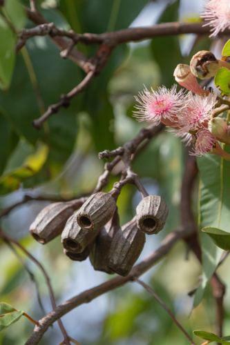 Eucalyptus - Swamp Bloodwood with pink red flowers - Australian Stock Image