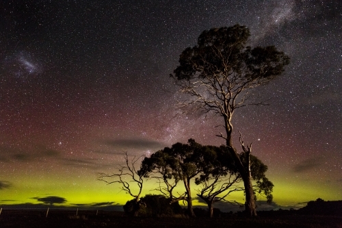 Eucalyptus tress at night with Aurora Australis and milky way backdrop