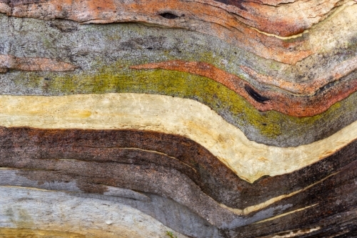 Eucalyptus trunk bark colours - Australian Stock Image