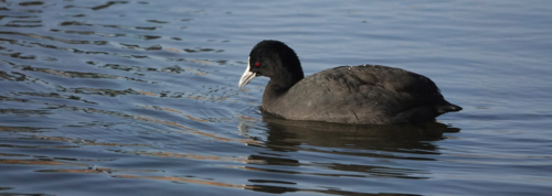 Eurasian Coot on water - Australian Stock Image