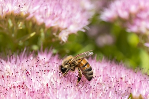 European honey bee on a pink flower