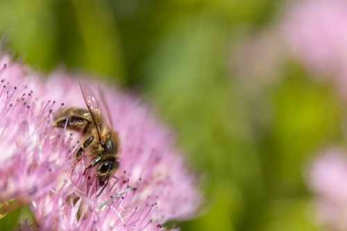 European honey bee on a pink flower - Australian Stock Image