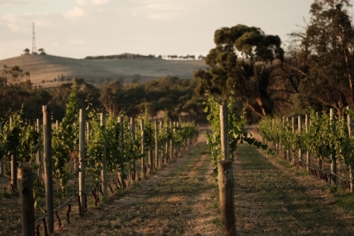 Evening Light on Green Vineyards in the Clare Valley of South Australia