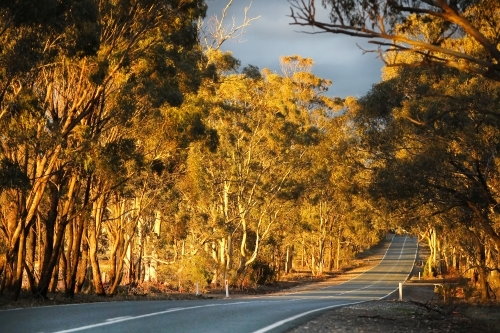 Evening light through trees along country road